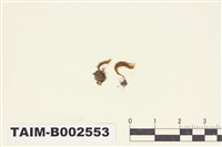 藏品(燄苔屬)的圖片